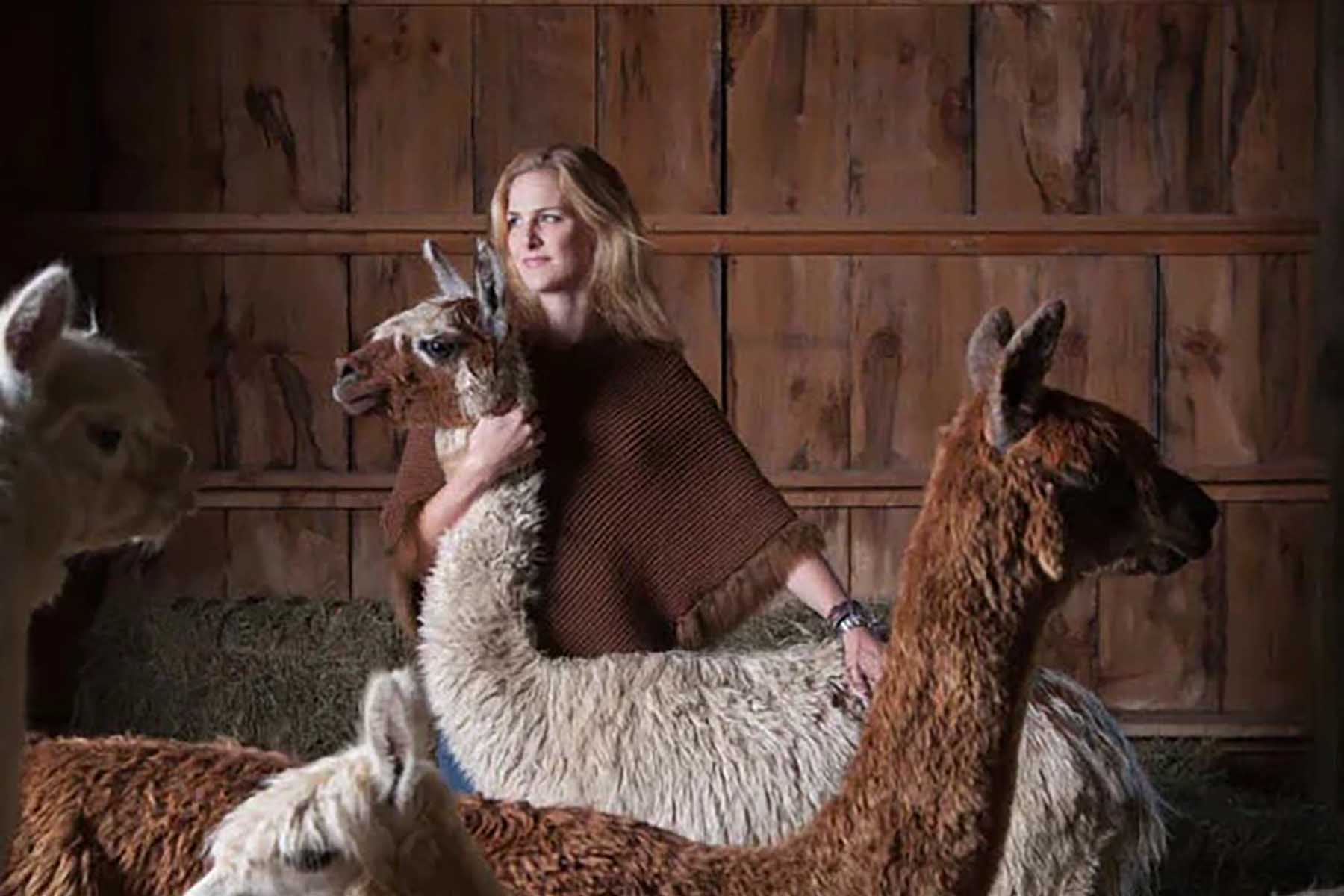 Person holding an alpaca surrounded by other alpacas in a barn setting.