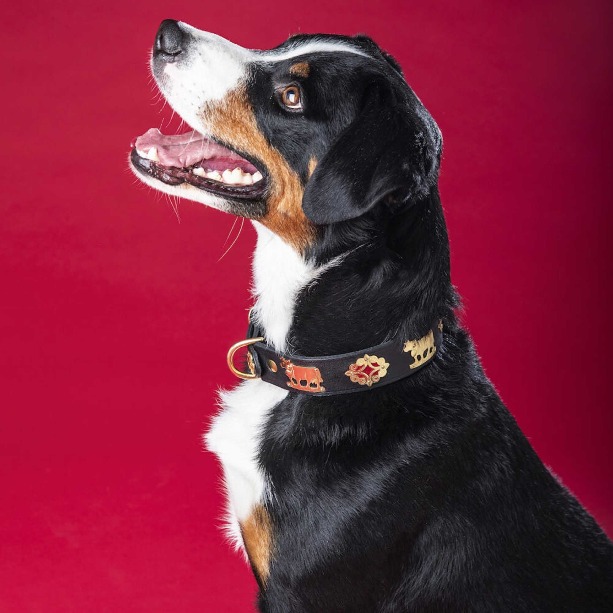 Dog Collar