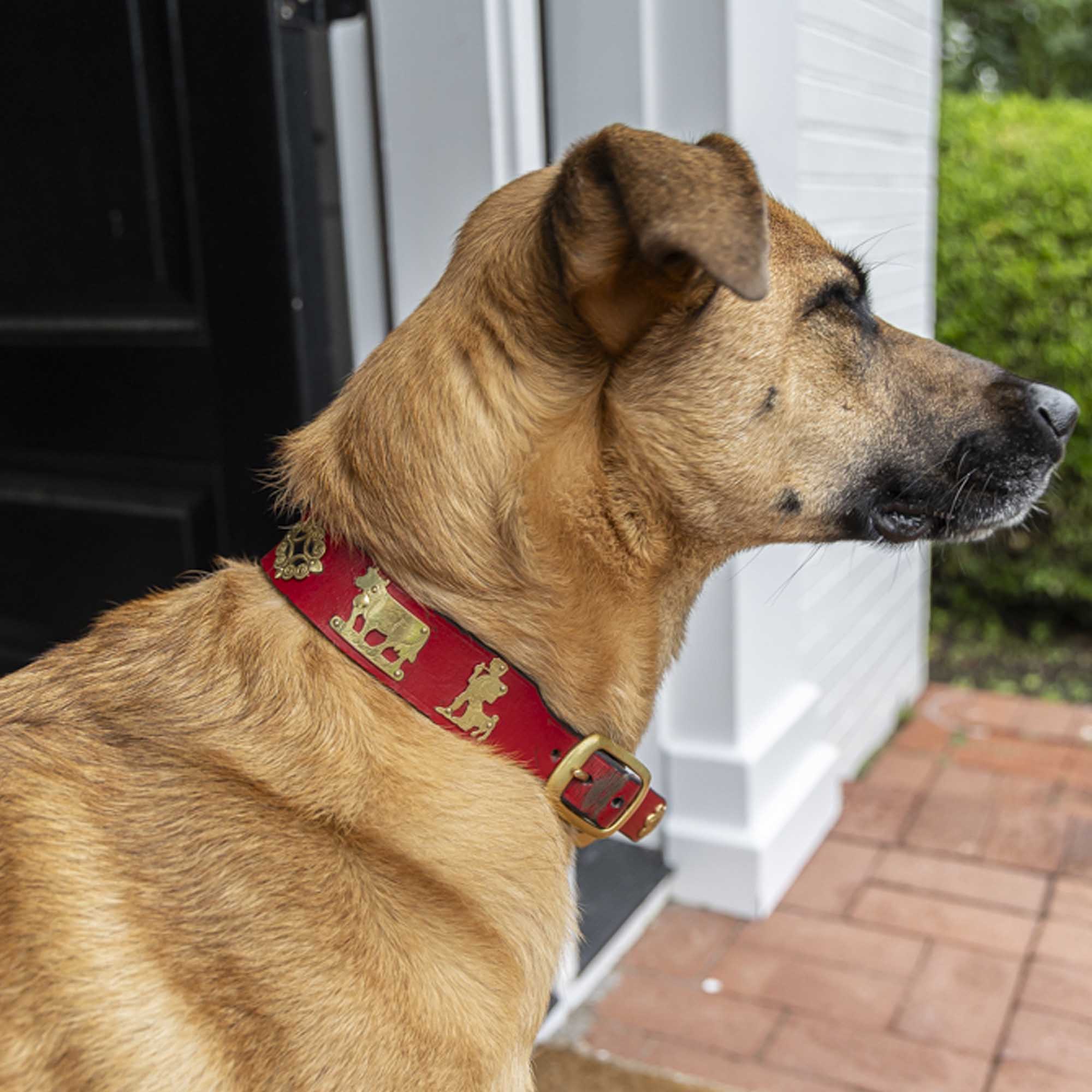 Dog Collar