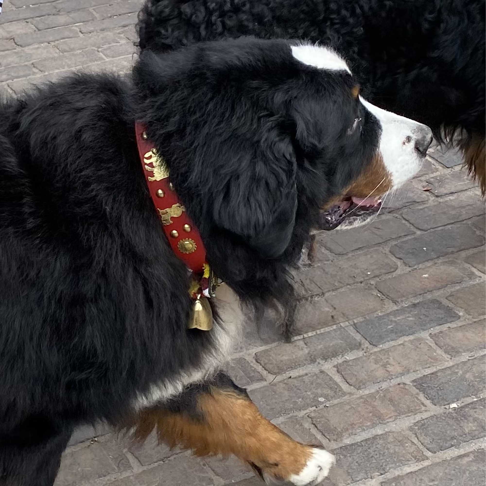 Dog Collar