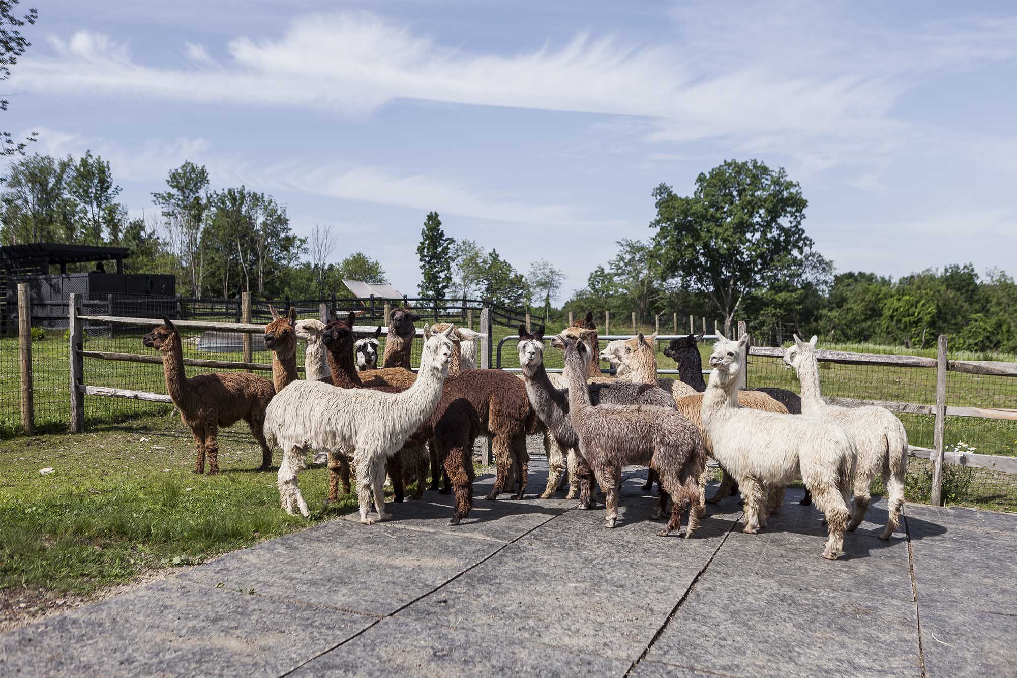 Alicia Adams Alpaca Fiber Guide: From Vicuña to Recycled Blends
