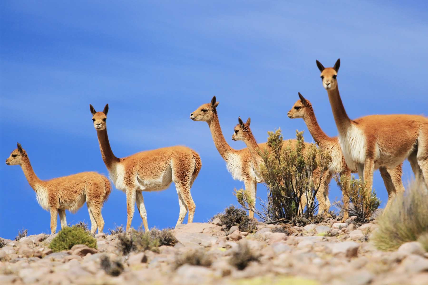 A group of six guanacos on a hillside with blue sky.