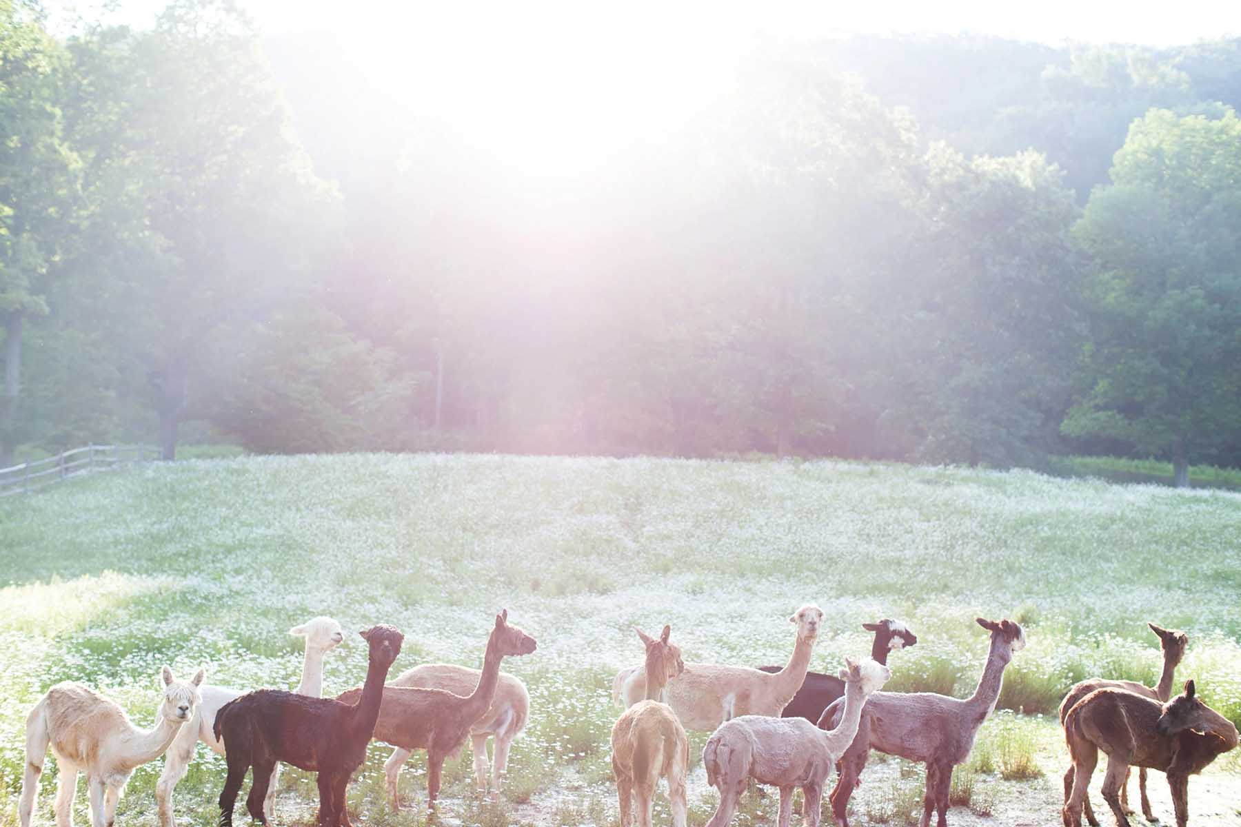 A group of llamas in a sunlit grassy field.