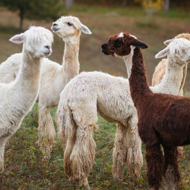 Alpaca Clothing Gifts For Toddlers & Children | Alicia Adams Alpaca