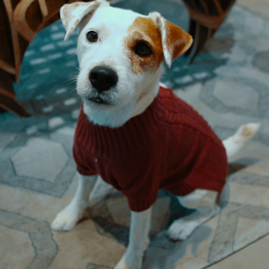 Dixie Dog Sweater