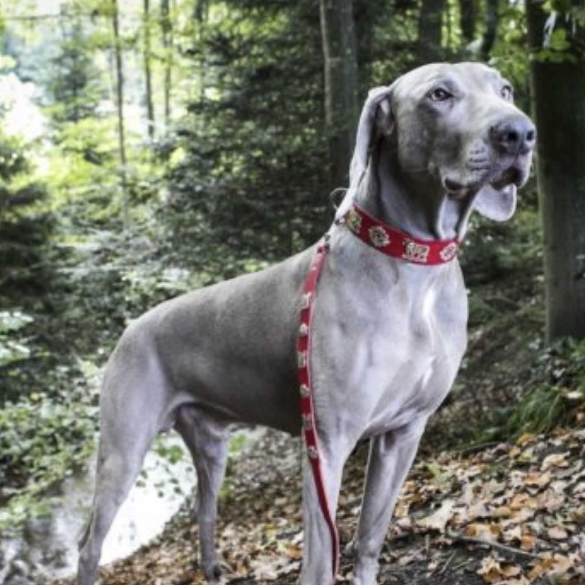 Dog Collar