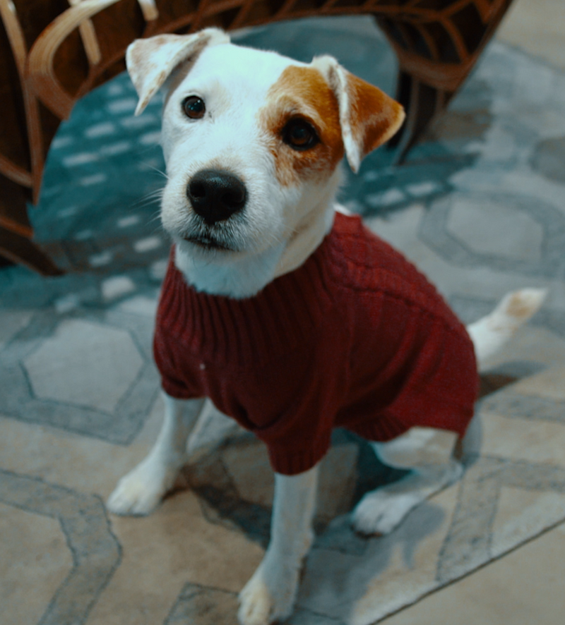Dixie Dog Sweater